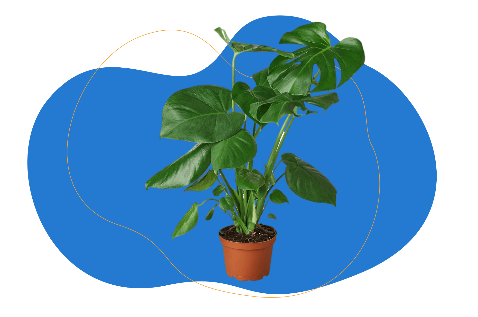 monstera